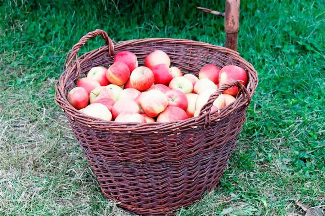 Apfelparadies